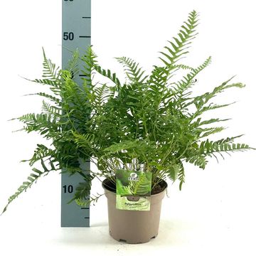 Polypodium vulgare