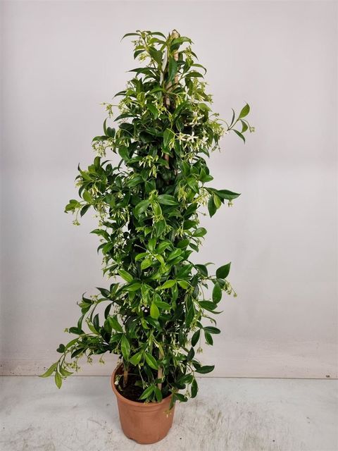 Trachelospermum jasminoides