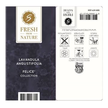 Lavandula angustifolia 'Felice'