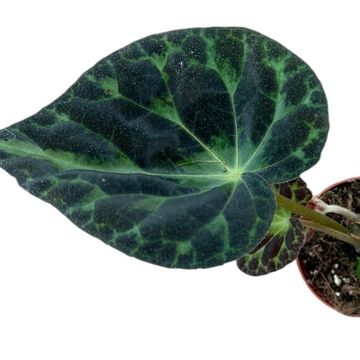 Begonia barsalouxiae