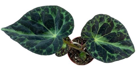 Begonia barsalouxiae