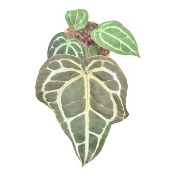 Anthurium Michelle® '1' X Michelle® '11'