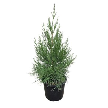 Sequoiadendron giganteum