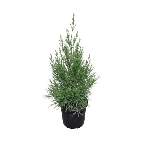 Sequoiadendron giganteum