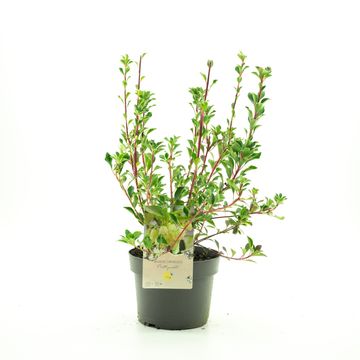 Enkianthus campanulatus PRETTYCOAT