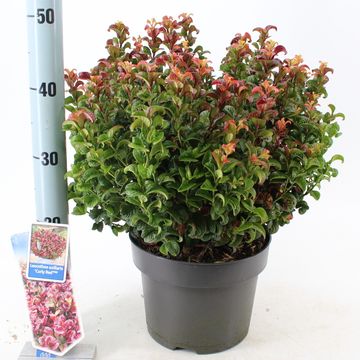 Leucothoe axillaris 'Курли Ред'