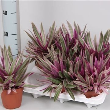Tradescantia spathacea SITARA