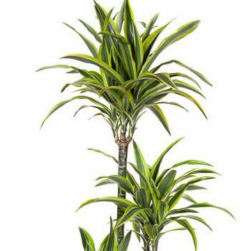 Dracaena fragrans 'Лемон Лайм'
