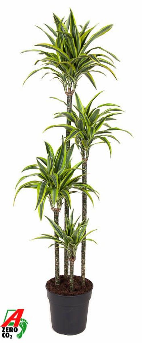 Dracaena fragrans Lemon Lime - Striped Dracaena [3]
