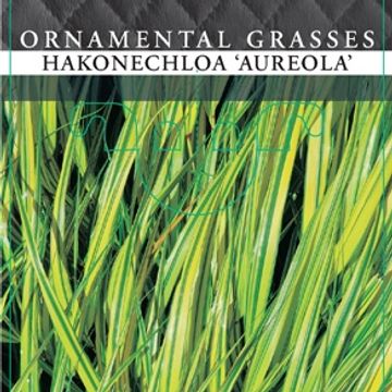 Hakonechloa macra 'Aureola'