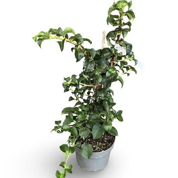 Hydrangea anomala petiolaris