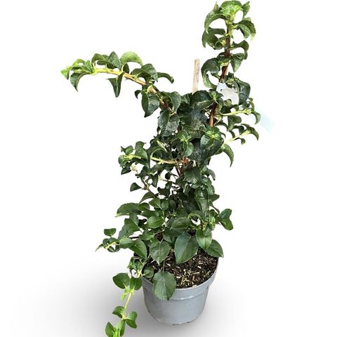 Hydrangea anomala petiolaris