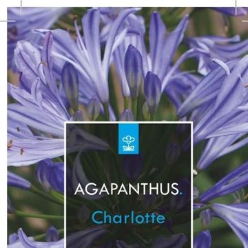 Agapanthus 'Charlotte'