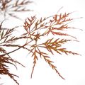 Acer palmatum CASCADE CRIMSON
