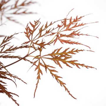 Acer palmatum CASCADE CRIMSON