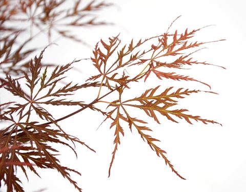 Acer palmatum CASCADE CRIMSON