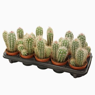 Pachycereus pringlei