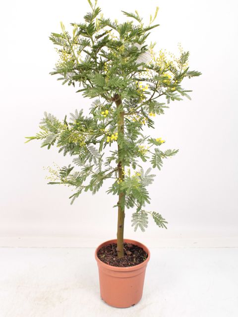 Acacia dealbata