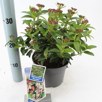 Viburnum tinus 'Ив Прайс'