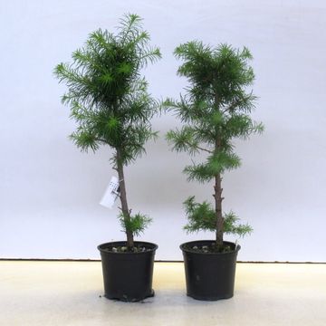 Larix decidua