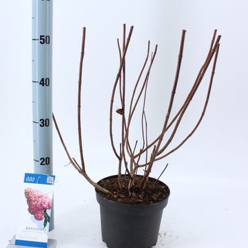 Hydrangea paniculata VANILLE FRAISE