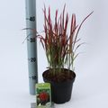 Imperata cylindrica 'Ред Барон'