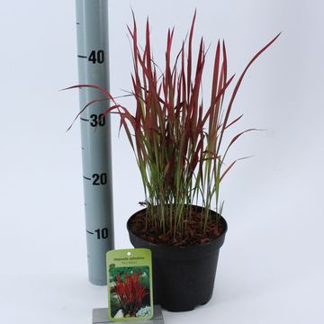 Imperata cylindrica 'Red Baron'