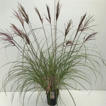 Miscanthus sinensis 'Red Chief'