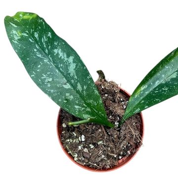 Hoya occultata 'Splash'