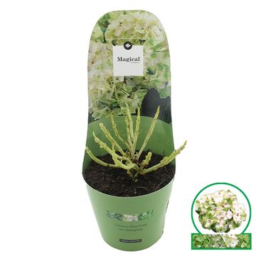 Hydrangea macrophylla MAGICAL WINGS