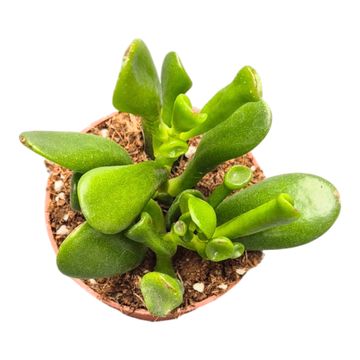 Crassula ovata 'Hobbit'