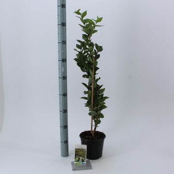 Lonicera fragrantissima