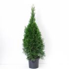 Thuja occidentalis 'Smaragd'