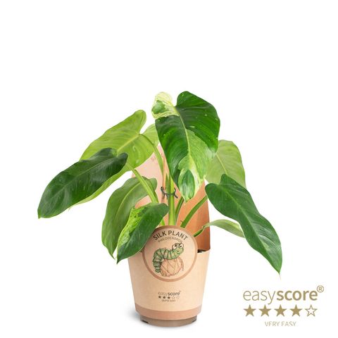 Philodendron 'Jose Buono'