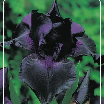 Iris 'Swahili'