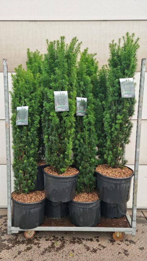 Taxus baccata 'Fastigiata Robusta'