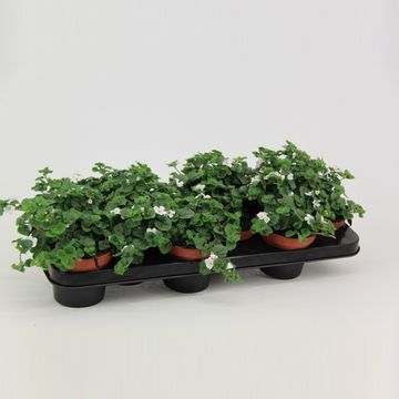 Sutera cordata BAHIA WHITE