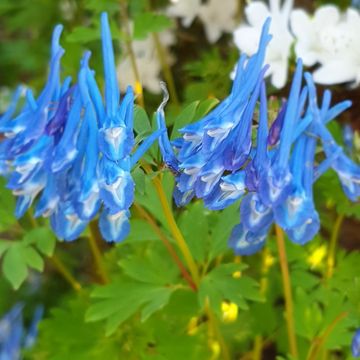 Corydalis flexuosa