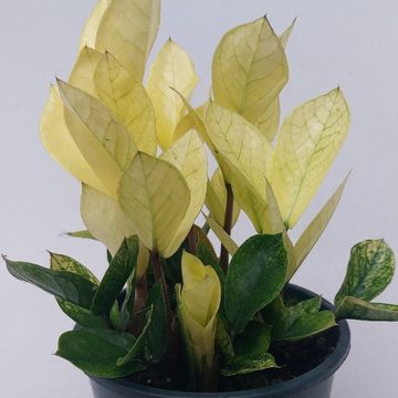 Zamioculcas zamiifolia 'Chameleon'