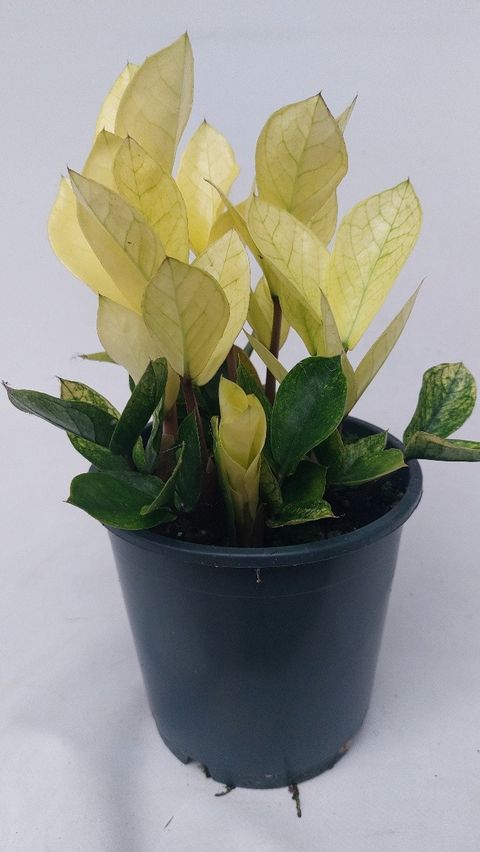 Zamioculcas zamiifolia 'Chameleon'