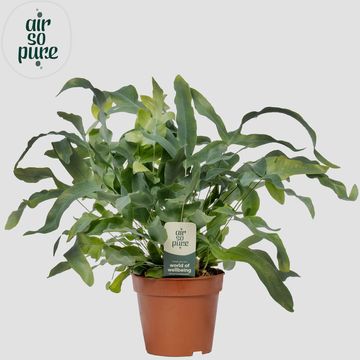Phlebodium aureum 'Blue Star'
