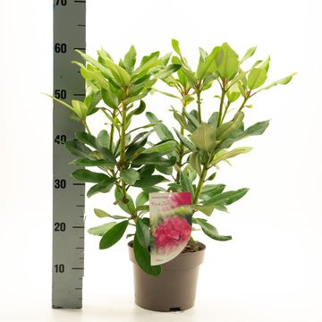 Rhododendron 'Nova Zembla'