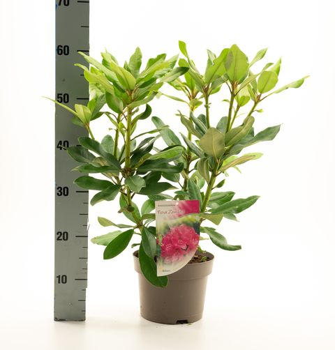 Rhododendron 'Нова Зембла'