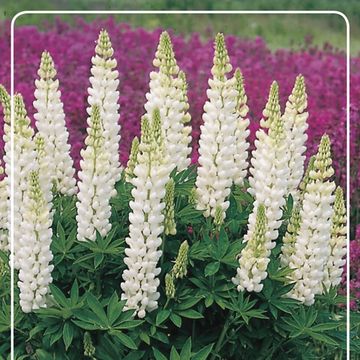 Lupinus 'Noble Maiden'