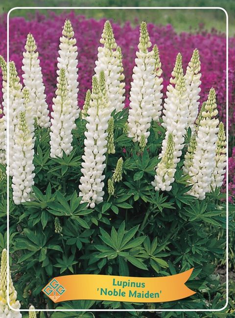 Lupinus 'Noble Maiden'