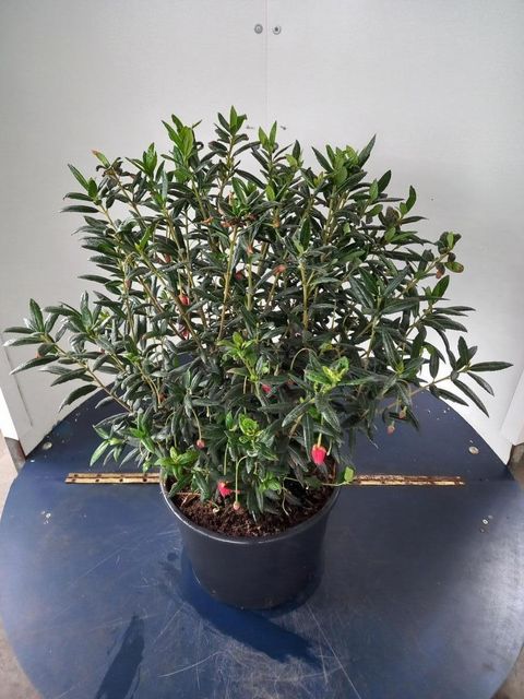 Crinodendron hookerianum