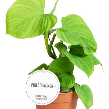 Philodendron 'Peru'