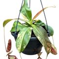 Nepenthes 'Gaya Variegata'