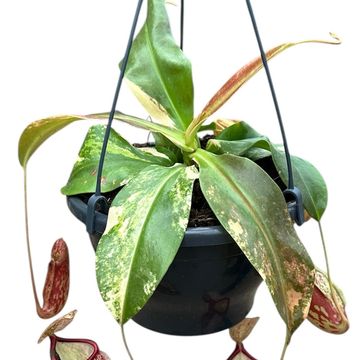Nepenthes 'Gaya Variegata'