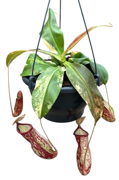 Nepenthes 'Gaya Variegata'
